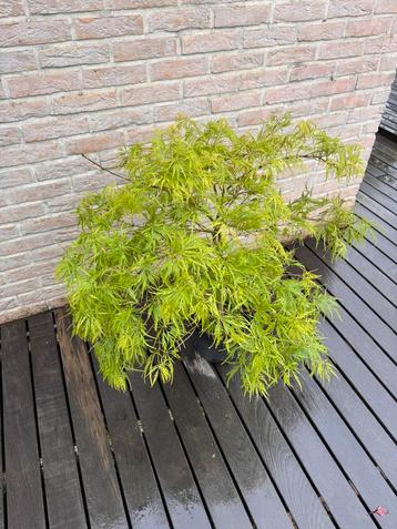 Acer Palmatum “dissectum” beschikbaar voor biedingen