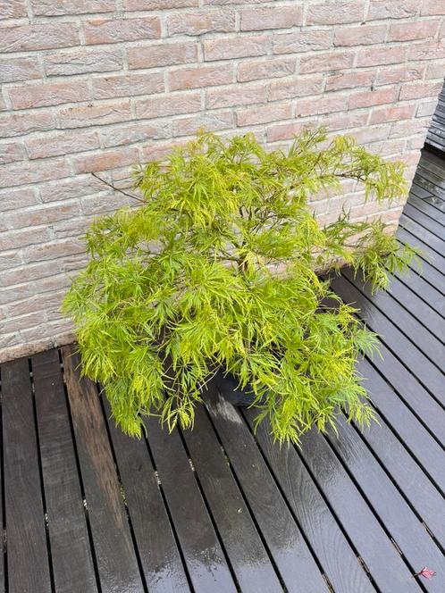 Acer Palmatum “dissectum”, Tuin en Terras, Planten | Tuinplanten, Vaste plant, Overige soorten, Halfschaduw, Lente, Ophalen