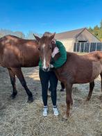 Gezocht: jong talent voor jonge pony – regio Linkhout, Dieren en Toebehoren, Merrie