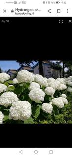 Hydrangea Strong Annabelle in 3 liter pot, Tuin en Terras, Ophalen, Zomer, Overige soorten
