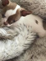 Prachtige reutje, Dieren en Toebehoren, Honden | Chihuahua's en Gezelschapshonden, CDV (hondenziekte), België, Fokker | Hobbymatig