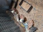 9 kuikens, Dieren en Toebehoren, Pluimvee, Meerdere dieren, Kip