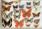 Lot B keuze VLINDERS, Verzamelen, Ophalen of Verzenden, Gebruikt, Insect, Opgezet dier