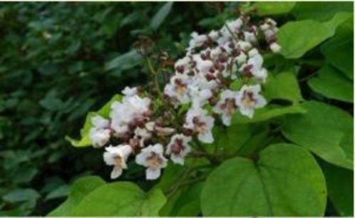 Catalpa bignonioides – Trompetboom, Tuin en Terras, Planten | Bomen, In pot, Ophalen