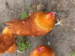 broedeieren new hampshire ,, Dieren en Toebehoren