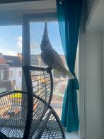 2 papagai met 3 huisjes, Dieren en Toebehoren, Vogels | Parkieten en Papegaaien, Mannelijk, Papegaai, Pratend