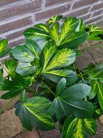 Pseudopanax lessonii 'Gecko Gold', Tuin en Terras, Planten | Tuinplanten, Ophalen, Halfschaduw