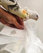 Valkparkiet koppel, Dieren en Toebehoren, Meerdere dieren, Parkiet