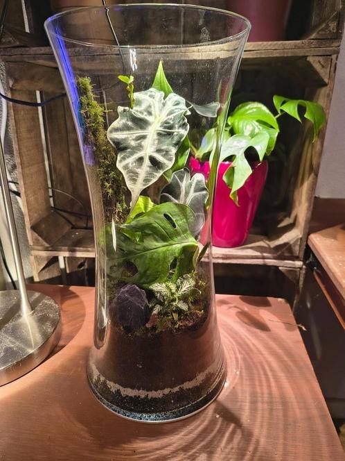 Plantenterrarium, Huis en Inrichting, Kamerplanten, Overige soorten, Ophalen