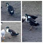 Mannetjes loopeenden, Animaux & Accessoires, Volatiles, Mâle