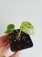 Monstera Bulbasaur, Autres espèces, En pot, Enlèvement ou Envoi, Moins de 100 cm