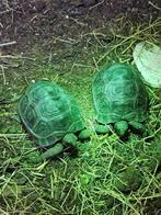 Tortue gigantea d Aldabrachelys juvénile, Dieren en Toebehoren, Reptielen en Amfibieën, Schildpad