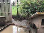 Siereenden, Meerdere dieren, Eend