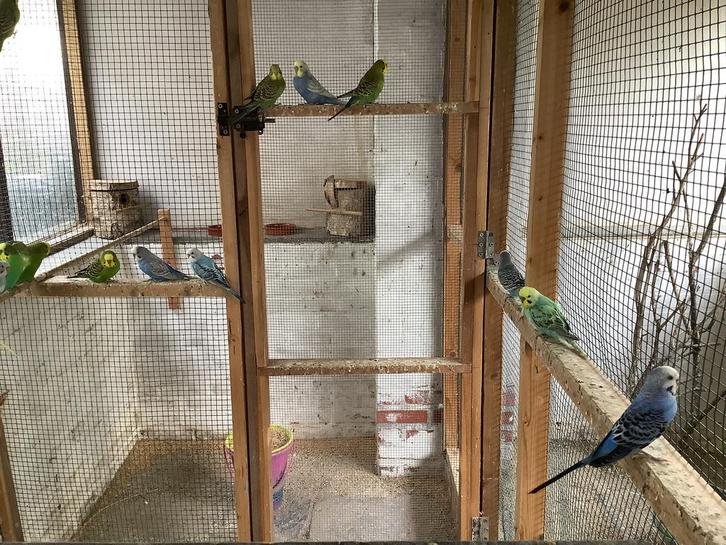 Grasparkieten, Dieren en Toebehoren, Vogels | Parkieten en Papegaaien, Parkiet, Meerdere dieren