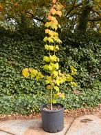 Acer davidii, esdoorn (170 cm), Tuin en Terras, Ophalen