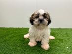 Shih Tzu pups, Dieren en Toebehoren, België, Overige rassen, 8 tot 15 weken, CDV (hondenziekte)