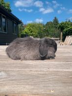 Blauw minilop rammetje, Dieren en Toebehoren, Konijnen, Meerdere dieren, Dwerg, Hangoor, 0 tot 2 jaar