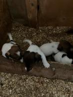 Te koop jack rusel zoek een warm nestje tel 0476962115, België, Fokker | Hobbymatig, Jack Russell Terriër, 8 tot 15 weken