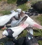 Mooi duiven... van verschillende rassen...15-20-50 €, Dieren en Toebehoren, Vogels | Duiven