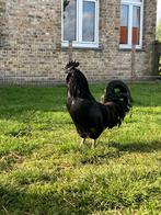 Gratis haan, Dieren en Toebehoren, Mannelijk, Kip
