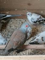Diamant duifje doffer, Dieren en Toebehoren