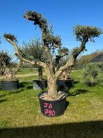 Ce Magnifique Olivier pompon J6  PRIX CHOC de 790€, Tuin en Terras, Planten | Bomen, Olijfboom, Ophalen of Verzenden