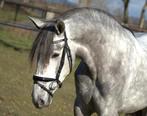 Super knappe pre andalusier merrie, Merrie, B, 3 tot 6 jaar, 160 tot 165 cm