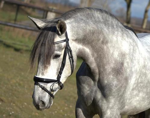 Super knappe pre andalusier merrie, Dieren en Toebehoren, Paarden, Merrie, B, 160 tot 165 cm, 3 tot 6 jaar, Met stamboom, Gechipt