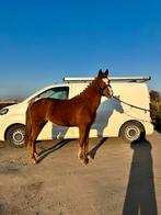 Top springpony te koop (3jaar), Dieren en Toebehoren, Merrie, Springpony, Zadelmak, 3 tot 6 jaar