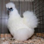 Zijdehoenkriel wit, Meerdere dieren, Kip