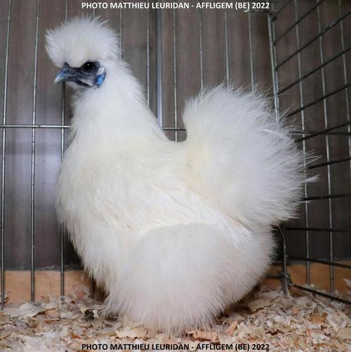 Zijdehoenkriel wit, Dieren en Toebehoren, Pluimvee, Kip, Meerdere dieren
