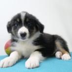 Border Collie - tricolor pup te koop (belgisch), CDV (hondenziekte), Meerdere, 8 tot 15 weken, België