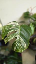 Monstera Variegata, Huis en Inrichting, Ophalen