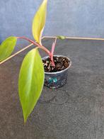 Philodendron painted lady nr 17, Huis en Inrichting, Kamerplanten, Ophalen