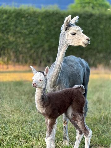 Blauw grijze alpaca merrie met rosegrey merrie veulen 1 week beschikbaar voor biedingen