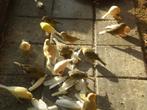 kanaries, Dieren en Toebehoren, Vogels | Kanaries, Meerdere dieren, Kleurkanarie
