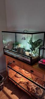 TERRARIUM+2 SLANGEN+TOEBEHOREN, Dieren en Toebehoren, Ophalen, Zo goed als nieuw