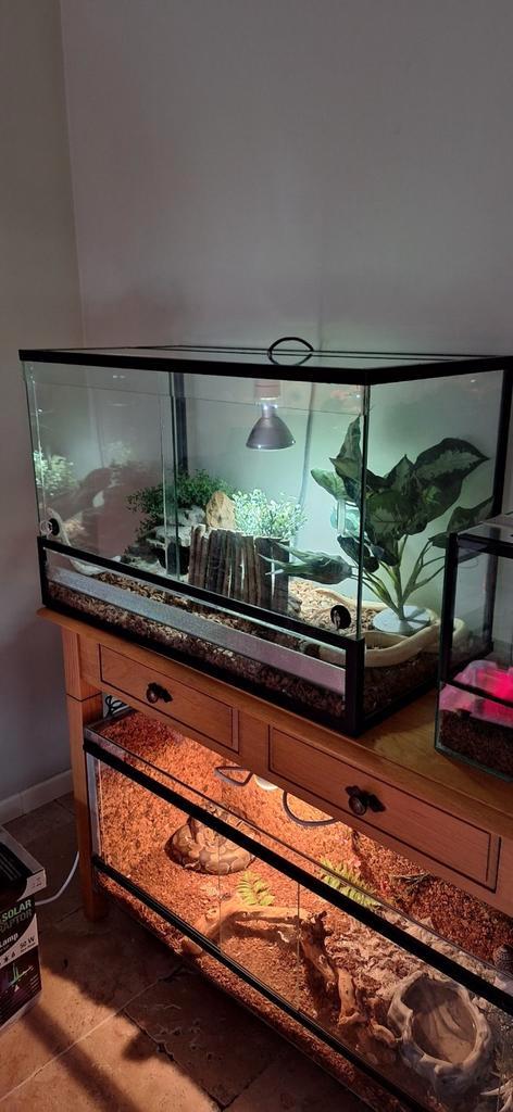 TERRARIUM+2 SLANGEN+TOEBEHOREN, Dieren en Toebehoren, Reptielen en Amfibieën | Toebehoren, Zo goed als nieuw, Ophalen