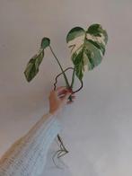 Monstera Variegata Albo, Ombre partielle, Plante verte, Enlèvement, Moins de 100 cm