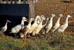Huttegemse eenden, Dieren en Toebehoren, Meerdere dieren, Eend