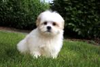 Malshis puppy, teefje, geboren 21 juli, Dieren en Toebehoren, Honden | Chihuahua's en Gezelschapshonden, België, Overige rassen