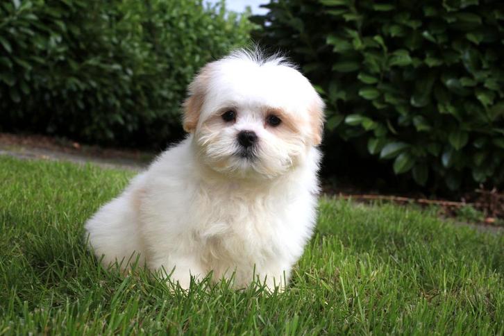 Malshis puppy, teefje, geboren 21 juli, Dieren en Toebehoren, Honden | Chihuahua's en Gezelschapshonden, Teef, Overige rassen