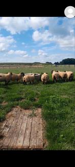 7 bokken te koop, Dieren en Toebehoren, Schapen, Geiten en Varkens