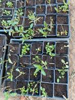 Verbena plantjes, Tuin en Terras, Vaste plant, Halfschaduw, Zomer, Ophalen