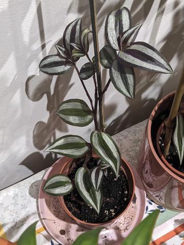 Kamerplant - Commelinaceae misery - grote stek. beschikbaar voor biedingen