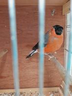 vogels, Dieren en Toebehoren, Vogels | Overige Vogels, Mannelijk, Wildzangvogel, Geringd