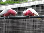 rose kaketoe's, Meerdere dieren, Papegaai, Geringd