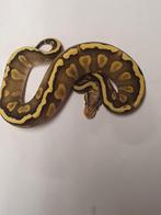 Ball python ghi pastel mojave yellowbelly het clown, Animaux & Accessoires, Reptiles & Amphibiens
