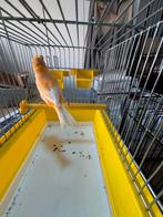 Oranje man 2025 (14), Dieren en Toebehoren, Vogels | Kanaries, Mannelijk, Kleurkanarie