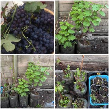 Verse BIO Druiven uit eigen kweek, Tuin en Terras, Ophalen, Tweejarig, Fruitplanten